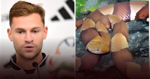 Teror Ular Copperhead Menghantui Skuad Jerman Dan Norwegia Di Karolina Utara Teror Ular Copperhead Menghantui Skuad Jerman Dan Norwegia Di Karolina Utara